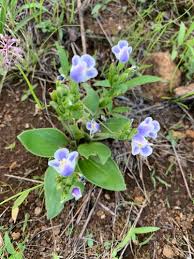 Image result for Craterostigma