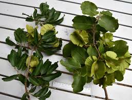 Image result for Combretum mkuzense