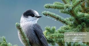 Beautiful picture captured of the Whiskey Jack, also known as the Gray…