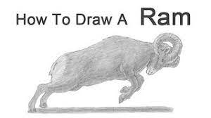 How To Draw A Bighorn Ram - Youtube