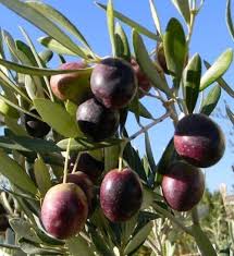 Image result for Olea