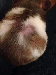 In some cases, the cat will lose patches of hair, while in other cases her hair may be thinning or failling out in big chunks. Pin On Hair Loss