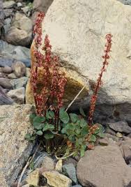 Image result for Ochna oxyphylla