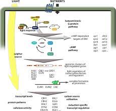 Check spelling or type a new query. Regulation Of Plant Cell Wall Degradation By Light In Trichoderma Fungal Biology And Biotechnology Full Text