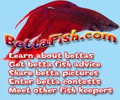 Aquarium Decorations Safe Or Toxic Betta Betta Fish Betta Fish Care