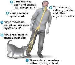 Does my pet need a rabies shot every year? Rabies What You Need To Know To Prevent It Turning Your Pet Mad