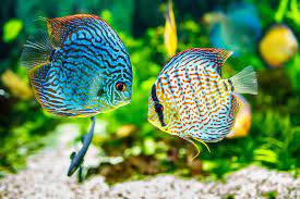 7 Exotic Freshwater Fish To Keep At Home Petland Texas