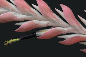 Image result for Thomandersia