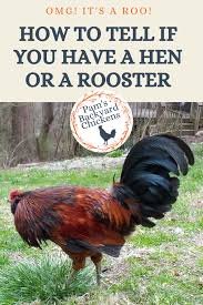 Which is bigger a rooster or a hen? Pam S Backyard Chickens Omg It S A Roo How To Tell If You Have A Hen Or A Rooster