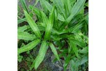 Image result for Coniogramme africana