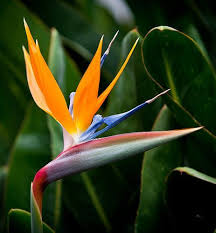 Large Bird Of Paradise Plant For Sale Uk Pin En Exotic Plants