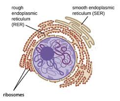 We did not find results for: Rough Endoplasmic Reticulum Rer Structure Function Expii