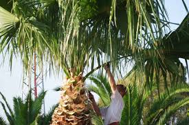 Huge palm tree trimming cost. How To Trim A Palm Tree In 5 Simple Steps Garden Tabs