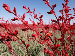 Delivering flowers throughout the denver, co area. Perennials For The High Desert Regional Report
