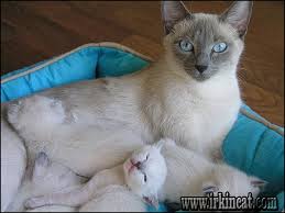 Gorgeous, lovely & playful purebred maine coon kittens available for sale! The Snowshoe Siamese Kittens For Sale Chronicles Irkincat Com