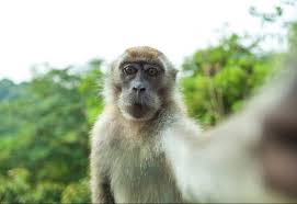 Voir plus d'idées sur le thème protection des animaux, animaux, animaux sauvages. Les Selfies Dangereux Pour Les Animaux Sauvages