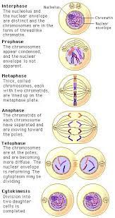 Understanding Genetics Biology Classroom Study Biology Teaching Biology