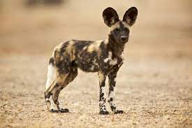 African Wild Dog Facts Diet Behavior Habitat