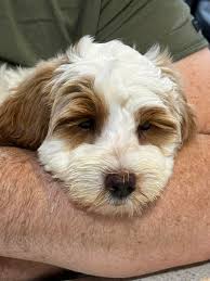 Introduction of new Australian Cobberdog named Snoopy