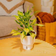 Image result for Isonema