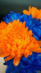 Maybe you would like to learn more about one of these? Pin By Sharon Stoffel Richter On All Things Orange Orange Flowers Blue Orange Flower Wallpaper