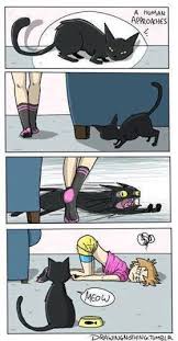 Timeline Photos Tommy S Feral Feline Friends Facebook Funny Cat Memes Funny Animal Memes Cute Funny Animals