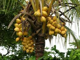Image result for Cocos nucifera