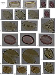 Image result for Celosia stuhlmanniana