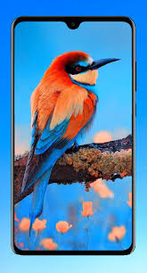 Wallpaper with different species of birds you will find in this category. Bird Wallpaper Hd For Android Apk Download
