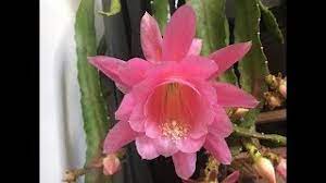 Bethlehem lights lit pip berry spring collection on qvc. How To Propagate Orchid Cactus Epiphyllum Youtube