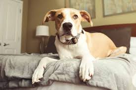 You can rinse your yard with a hose after your dog urinates. How To Remove Pee Stains And The Smell Of Urine From The Home