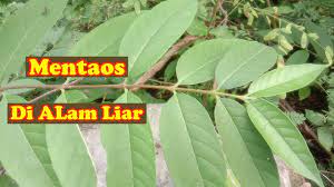 Di indonesia sendiri belum ada dialam liar maupun di hutan. Mengenal Tanaman Mentaos Bintaos Di Alam Liar Mentaos Bintaos Pohonmentaos Bonsaimentaos Youtube
