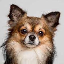 6 Types Of Chihuahuas From Short Haired To Apple Headed In 2021 Dog Training Obedience Dog Training Best Dog Training
