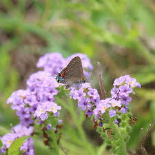 Image result for Satyrium carsonii