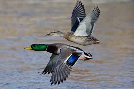 Six Duck Identification Factors Mallard Love Of Hunting
