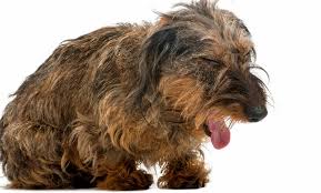 This can happen when a tumor damages blood vessels. Why Is My Older Dog Coughing
