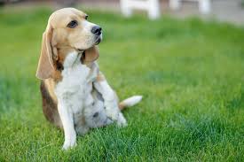 Maybe you would like to learn more about one of these? Can Dogs Eat Fennel What You Need To Know Pet Keen