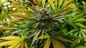 8k uhd tv 16:9 ultra high definition 2160p 1440p 1080p 900p 720p ; Green Weed Bud Hd Weed Wallpapers Hd Wallpapers Id 44280
