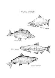 May 6, 2021 incoloring animal, fish, salmon. Coloring Page Salmon Free Printable Coloring Pages Img 8572