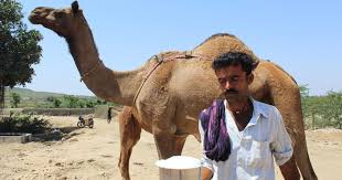 In india, camel milk has been used desert communities like the raika for a very long time, it also finds its presence in the ancient indian medicinal texts of ayurveda. Camels Are No Longer Needed For Transport Or Farming Can Their Milk Save Them
