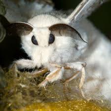 Poodle moth caterpillar