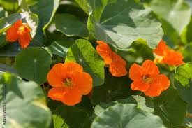 Image result for Tropaeolaceae