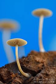 Image result for Simocybe centunculus