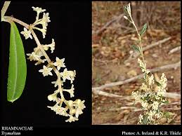 Image result for Rhamnaceae