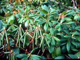 Phytophthora Root Rot Azalea Rhododendron Holly Boxwood Hemlock Dogwood Fir Camellia Whitepine Oaks Beech Frui Shrubs Trees And Shrubs Rhododendron