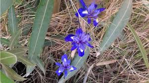 Der frühlingsanfang oder frühlingsbeginn, also der anfang der jahreszeit frühling, kann vor allem astronomisch, durch religiöse festlegung, meteorologisch oder phänologisch (nach dem entwicklungsstand der pflanzen) bestimmt werden. Fruhlingsbeginn Soussewetter