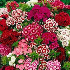 We did not find results for: Sweet William Seeds Dianthus Barbatus Seeds High Country Gardens