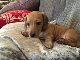This is an akc cream smooth coat miniature dachshund from beautiful parents. Shaded Cream Boy Short Haired Miniture Dachshund Tamworth Staffordshire Pets4homes