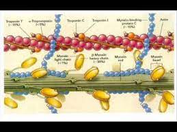 The Mechanism Of Muscle Contraction Anatomy Education Physiology Human Anatomy And Physiology