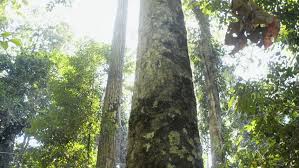 Hevea brasiliensis, the pará rubber tree, sharinga tree, seringueira, or most commonly, rubber tree or rubber plant, is a flowering plant belonging to the spurge family euphorbiaceae.it is the most economically important member of the genus hevea because the milky latex extracted from the tree is the primary source of natural rubber Brazil September 2014 Rubber Tapper Stock Footage Video 100 Royalty Free 11435672 Shutterstock